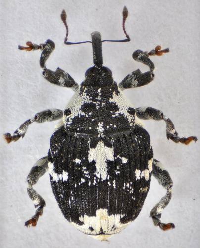 Réf. 110 640 : Mogulones larvatus