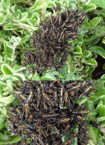 Réf. 110 077 : Phymateus sp.