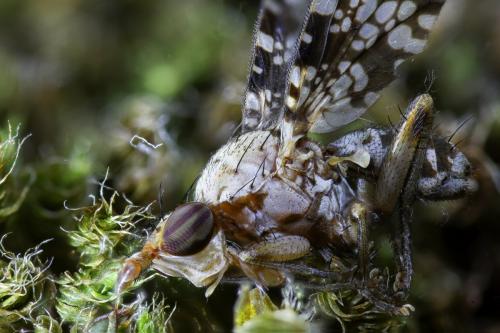 Trypetoptera punctulata