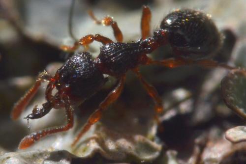 Myrmecina graminicola