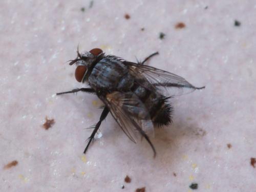 Réf. 110 704 : Phryxe sp.