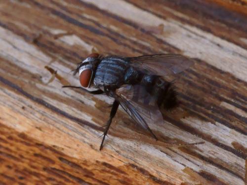 Réf. 110 706 : Phryxe sp.