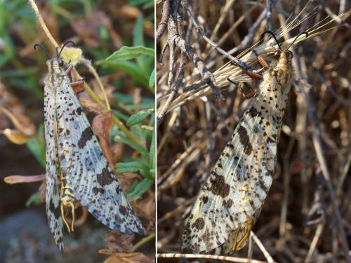 Réf. 110 694 : Palpares libelluloides