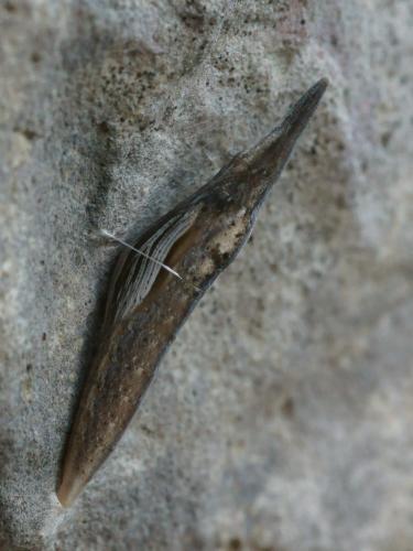 Euchloe sp.