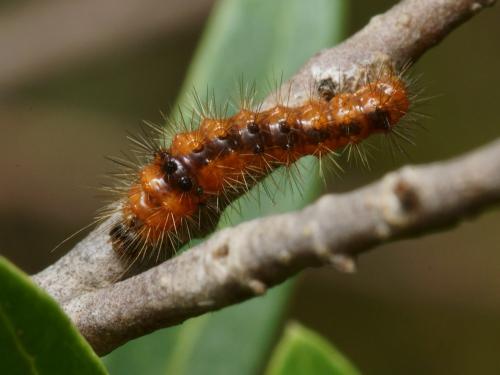 Acronicta auricoma
