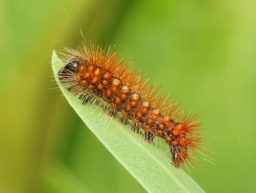 Acronicta auricoma