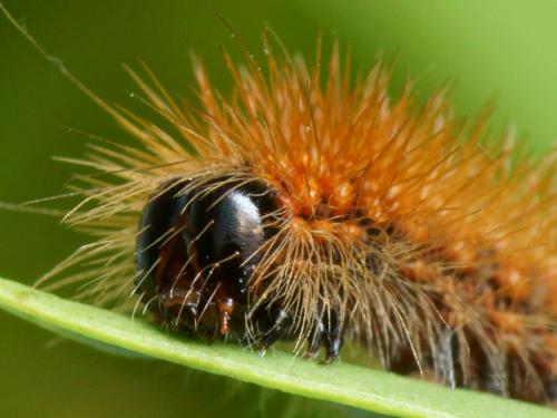 Acronicta auricoma