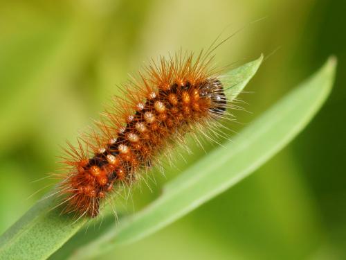Acronicta auricoma