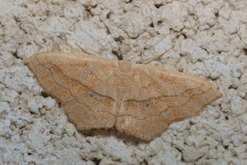 Réf. 110 078 : Scopula imitaria