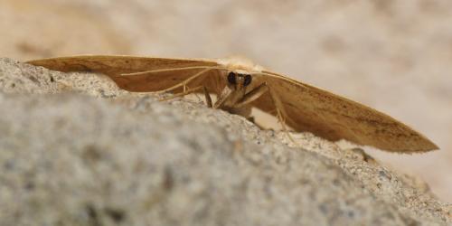Scopula imitaria