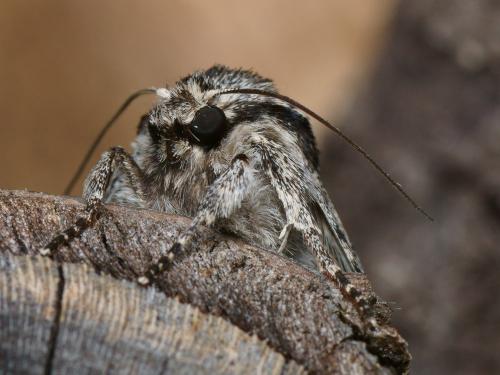 Acronicta auricoma