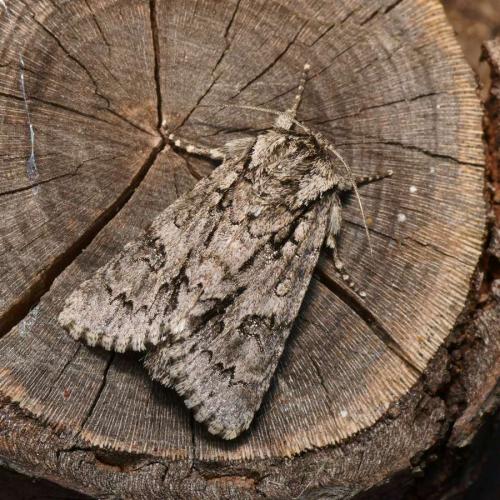 Acronicta auricoma