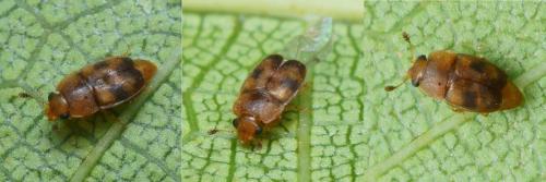 Epuraea ocularis