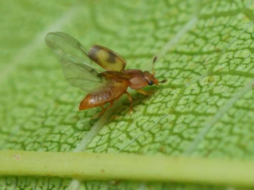 Epuraea ocularis