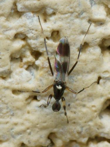 Réf. 110 074 : Tachydromia sp.