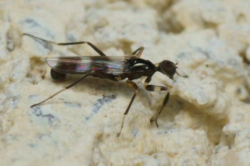 Réf. 110 075 : Tachydromia sp.