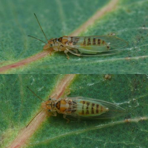 Réf. 110 366 : Glycaspis brimblecombei