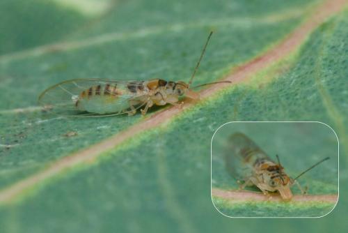 Réf. 110 367 : Glycaspis brimblecombei