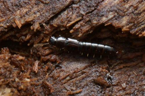 Réf. 110 444 : Nacaeus impressicollis