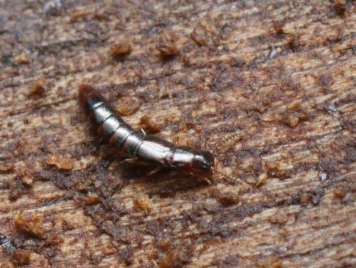 Nacaeus impressicollis