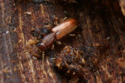 Silvanus unidentatus