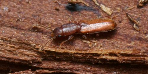 Silvanus unidentatus