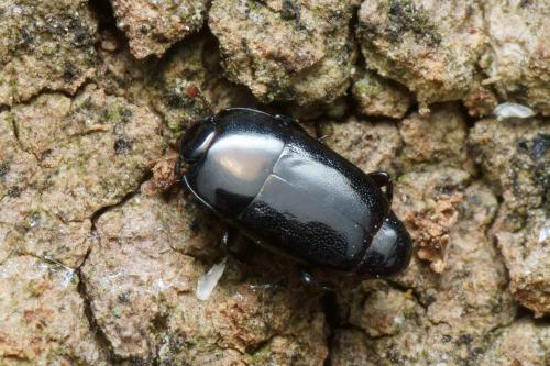 Platylomalus complanatus