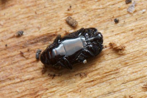 Platylomalus complanatus