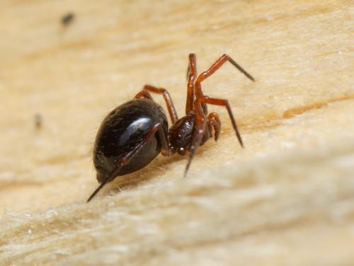 Réf. 110 443 : Euryopis episinoides