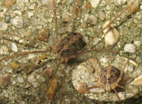 Nelima sp.