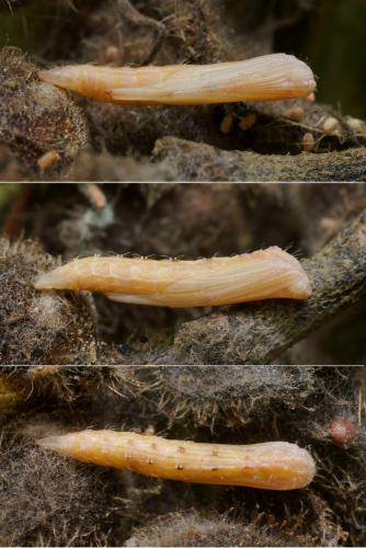 Réf. 110 526 : Stenoptilia grisescens