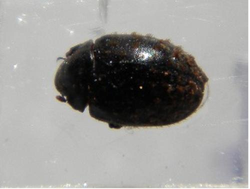 Réf. 110 376 : Nosodendron fasciculare
