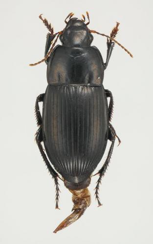 Réf. 110 363 : Harpalus serripes