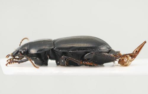 Réf. 110 399 : Harpalus serripes