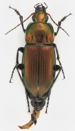 Réf. 110 023 : Poecilus versicolor