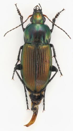Réf. 110 014 : Poecilus versicolor