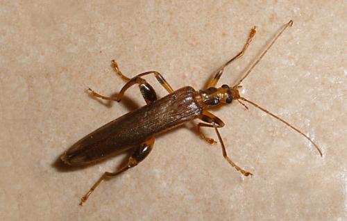 Réf. 110 686 : Oedemera femoralis