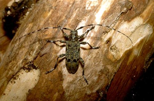 Acanthocinus xanthoneurus