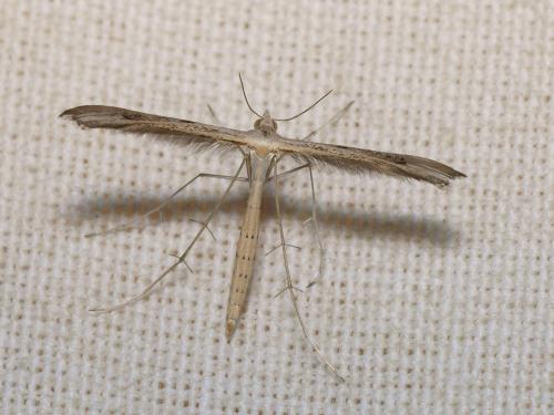 Réf. 110 527 : Stenoptilia grisescens