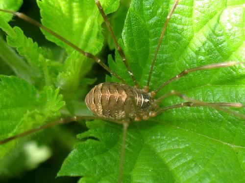 Réf. 110 459 : Opilio canestrinii