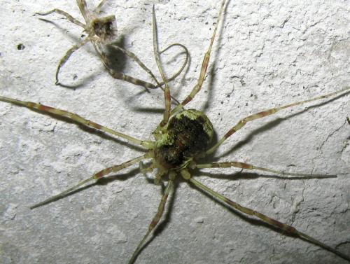 Réf. 110 472 : Oligolophus hanseni