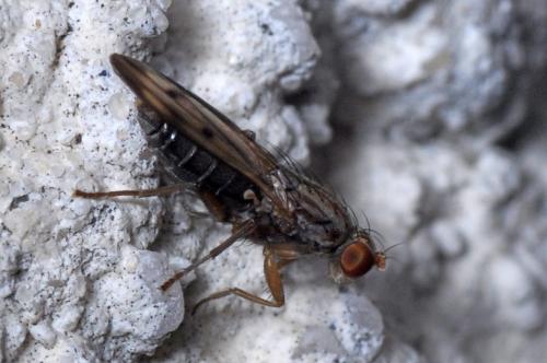 Opomyza germinationis