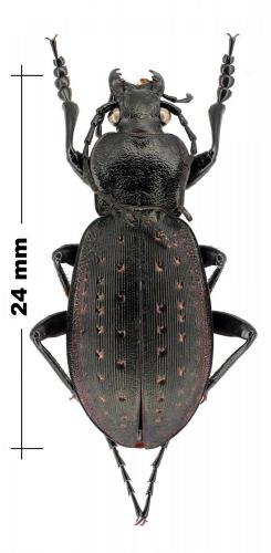 Réf. 110 812 : Carabus hortensis