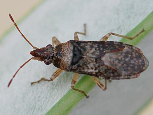 Réf. 110 796 : Orsillus maculatus