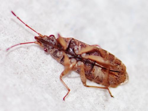 Réf. 110 861 : Orsillus maculatus