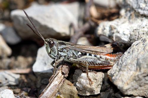 Réf. 110 226 : Chorthippus saulcyi daimei