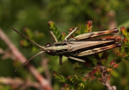 Réf. 110 626 : Chorthippus saulcyi vicdessossi