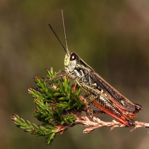 Réf. 110 627 : Chorthippus saulcyi vicdessossi