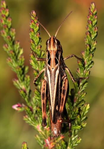 Réf. 110 628 : Chorthippus saulcyi vicdessossi