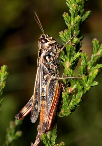 Réf. 110 629 : Chorthippus saulcyi vicdessossi